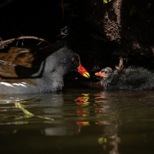 Redwell   26 05 2020   D500   Les 170.jpg